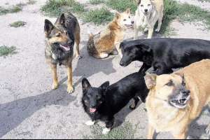 Na haitiju se pojavila noćna patrola pasa